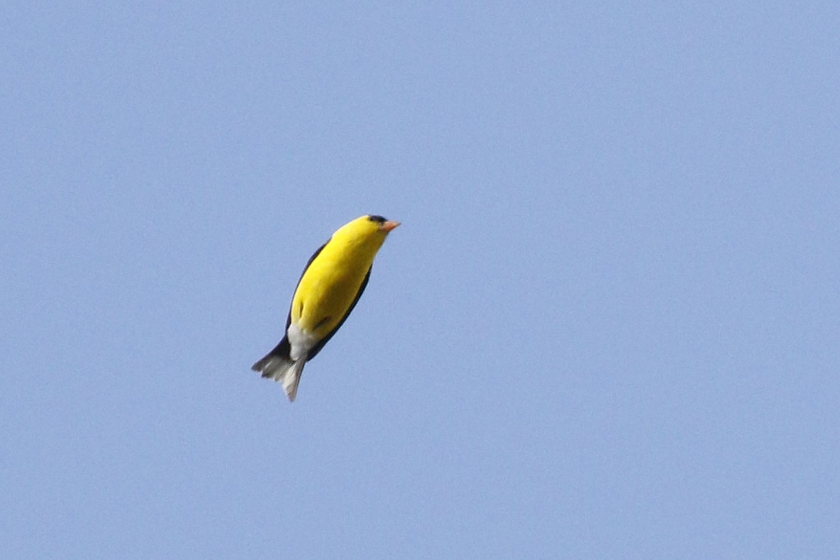 American Goldfinch - Ted Keyel