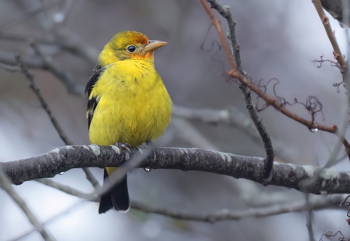 Western Tanager - ML612676863