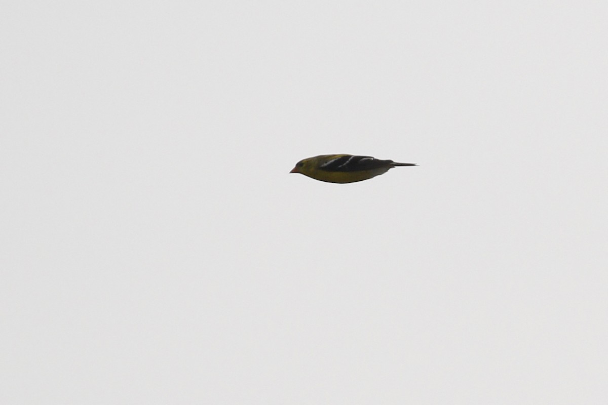 American Goldfinch - Ted Keyel