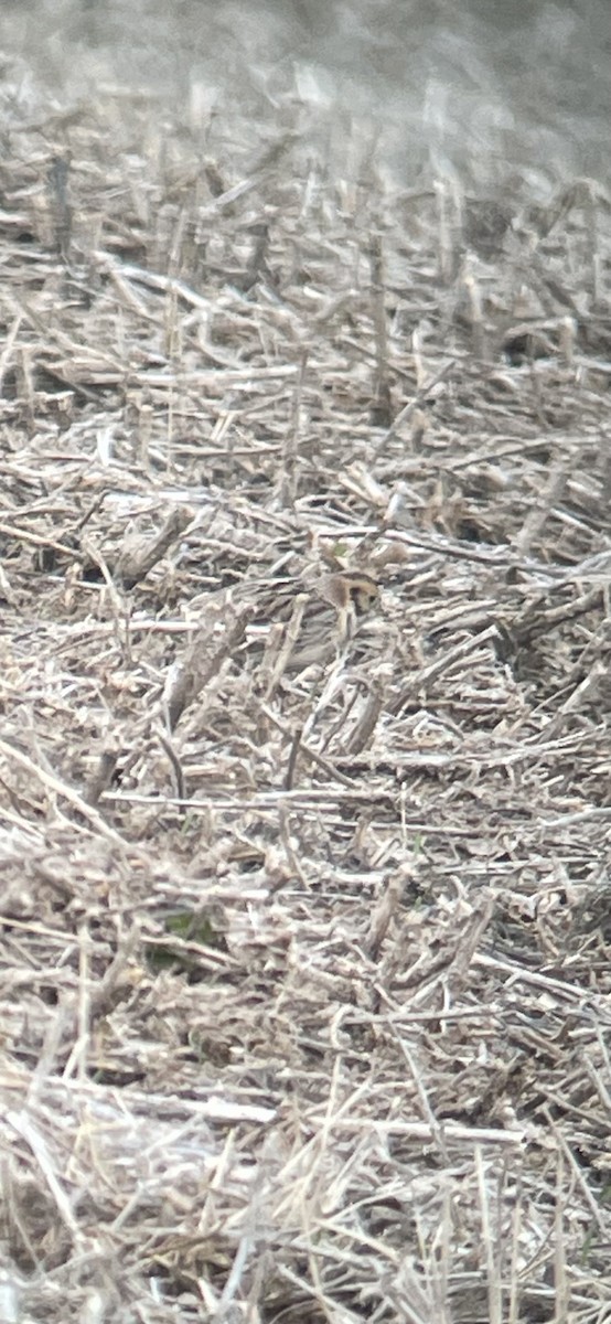 Lapland Longspur - David Benvent