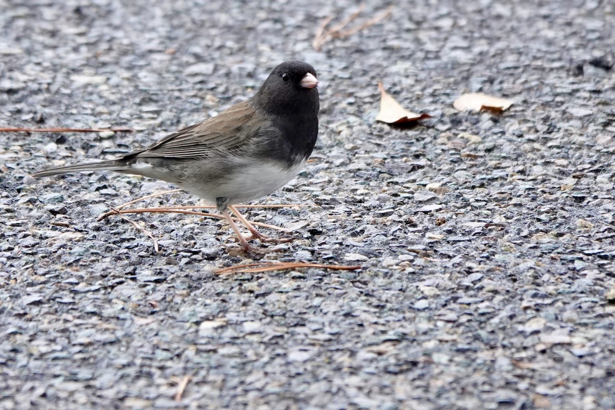 Dark-eyed Junco (cismontanus) - ML612676943