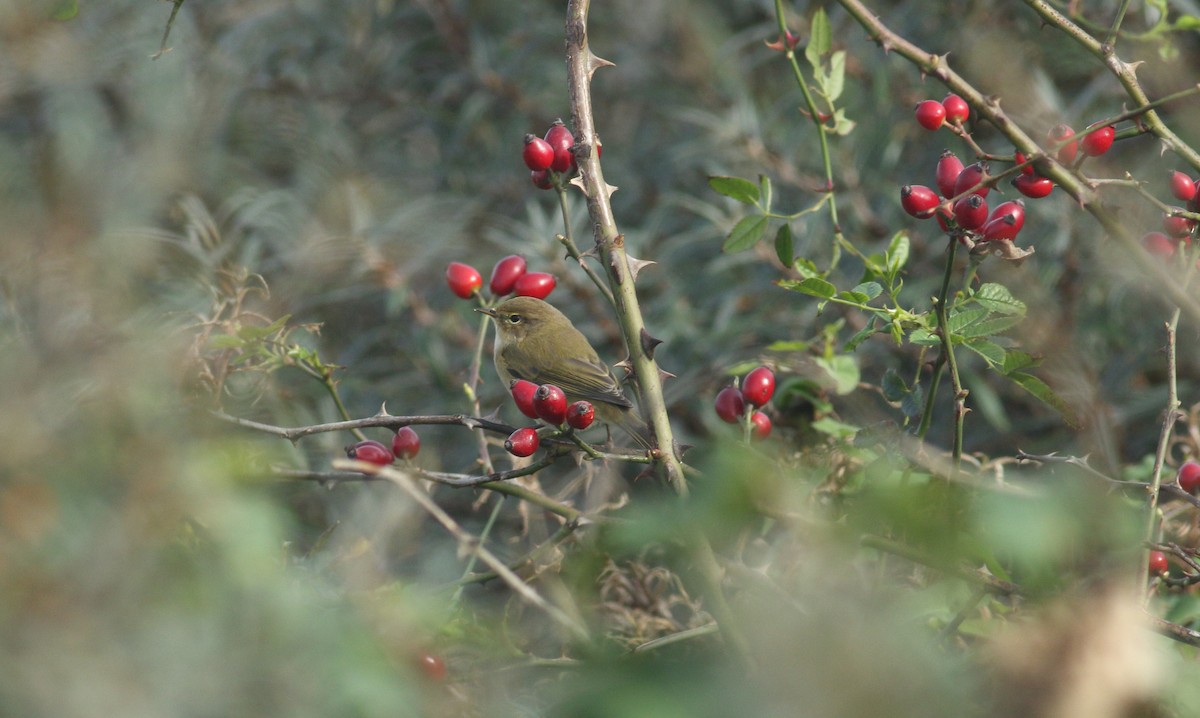 Mosquitero Común - ML612677074