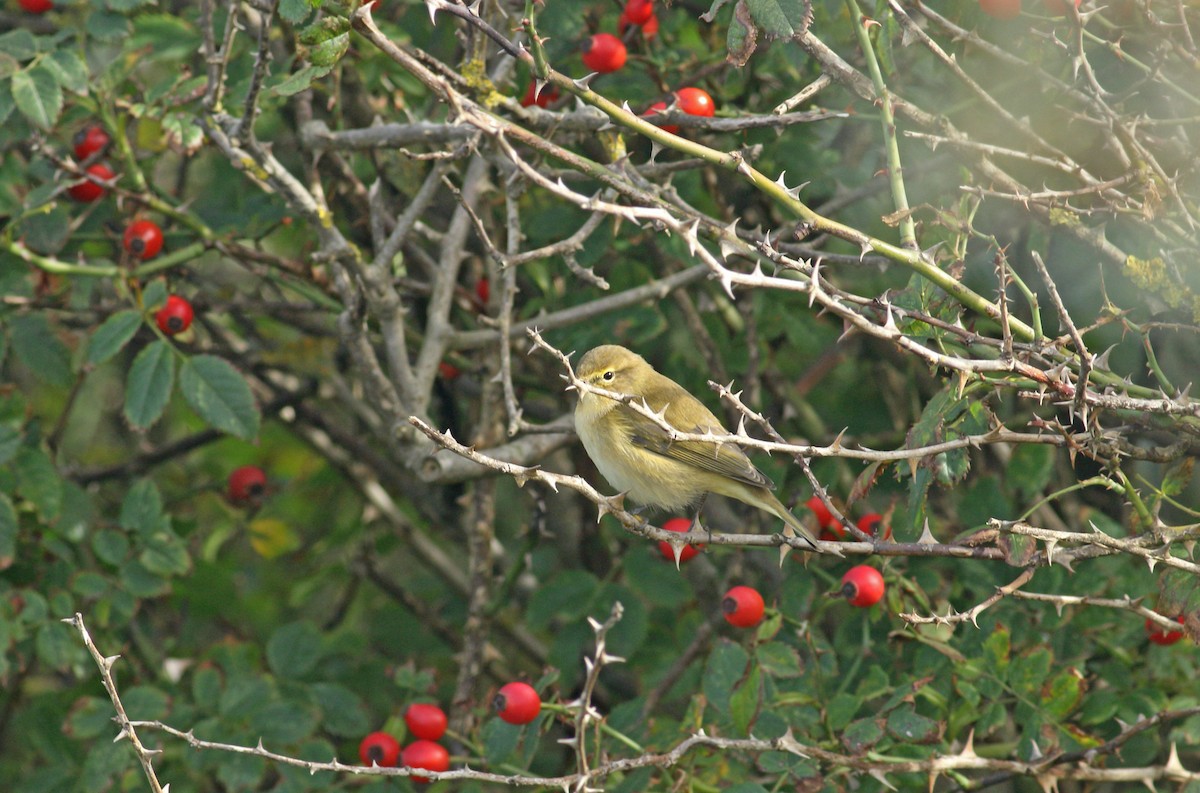 Mosquitero Común - ML612677080