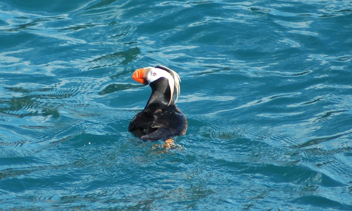 Tufted Puffin - ML612677088