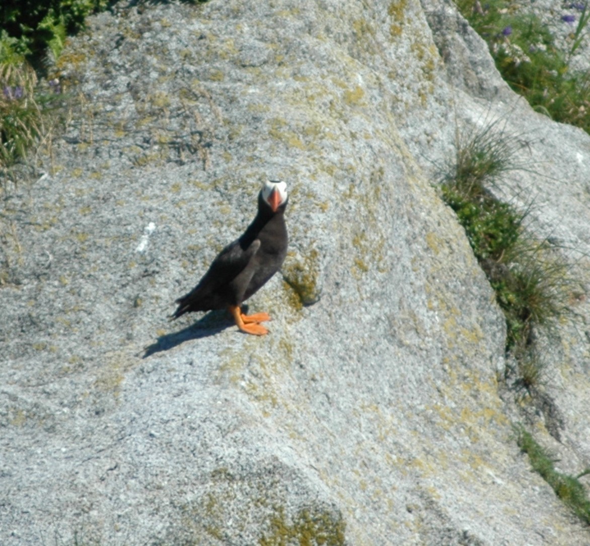 Tufted Puffin - ML612677150