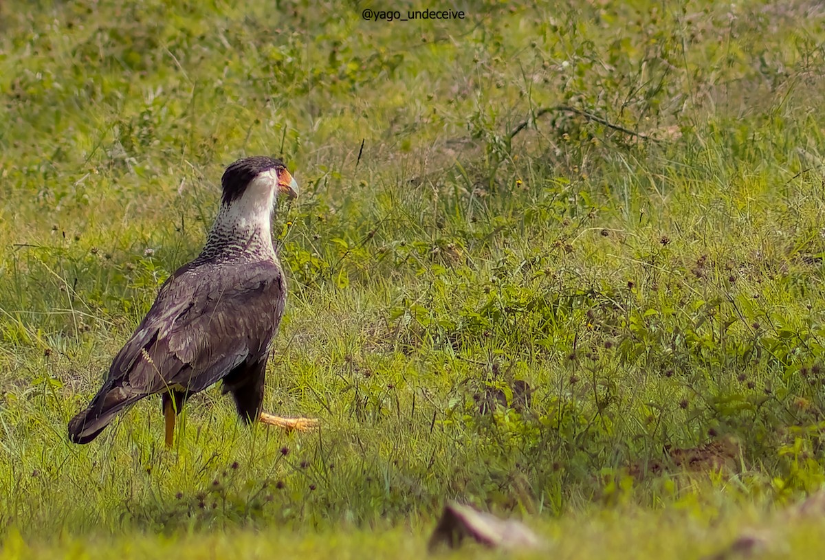 Crested Caracara - ML612677164