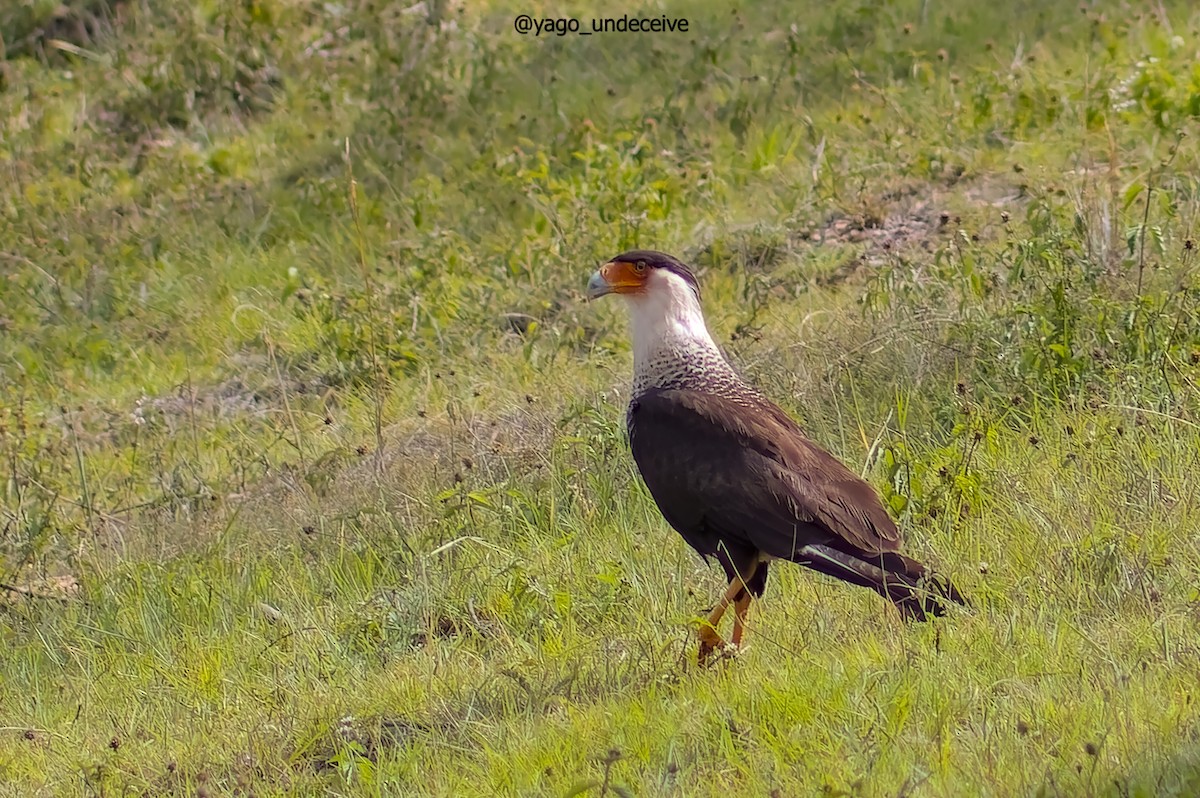 Crested Caracara - ML612677165