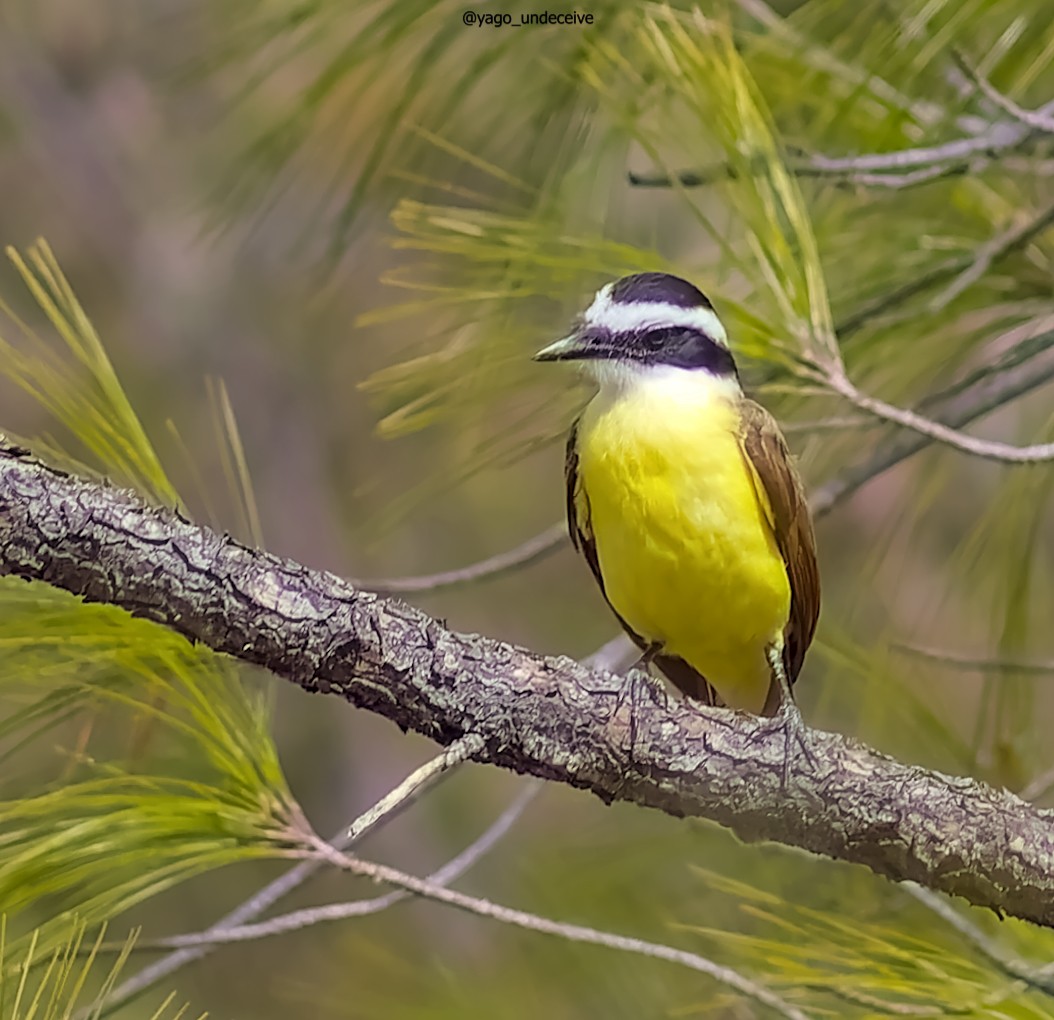 Great Kiskadee - ML612677175