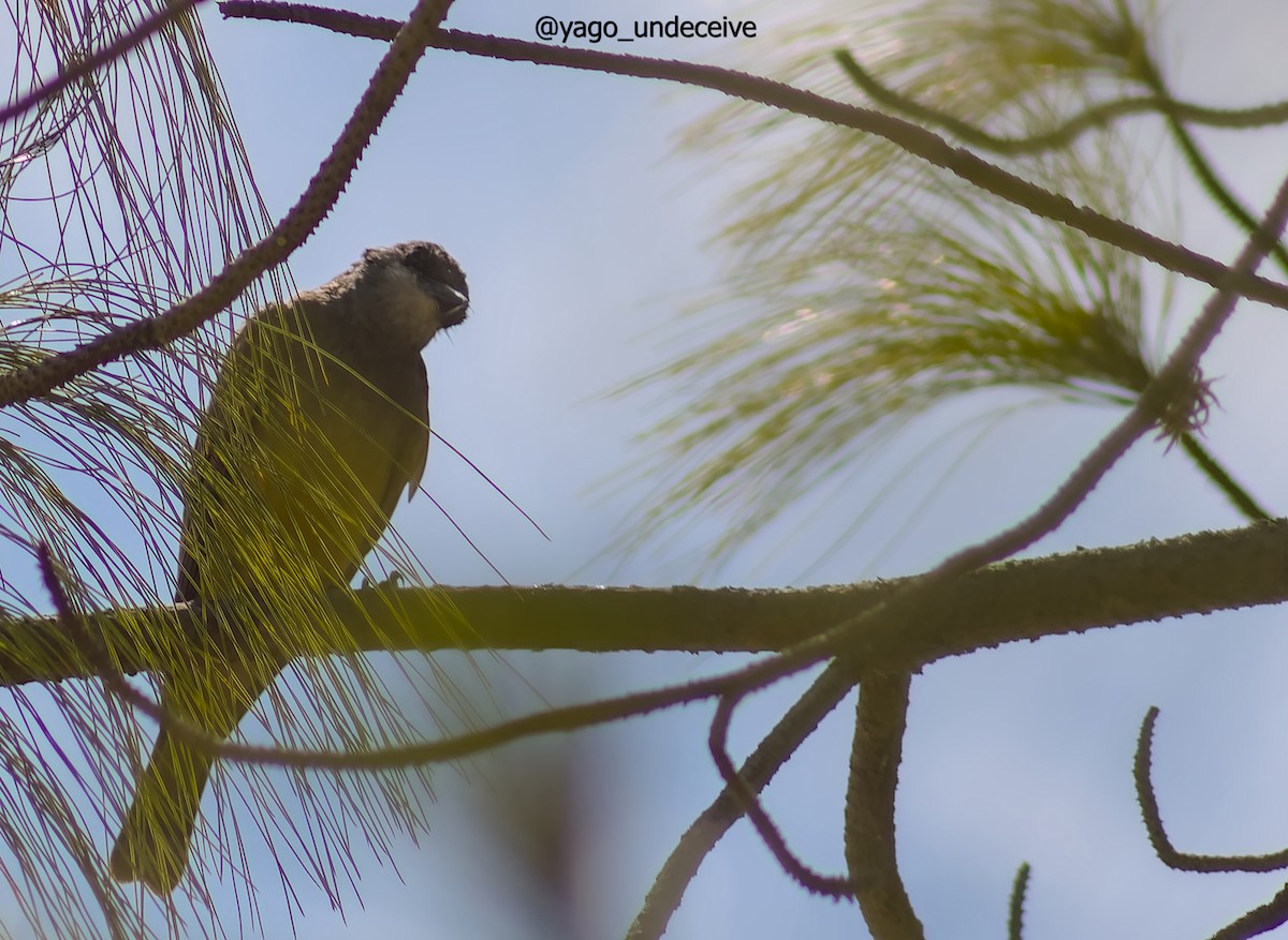 Cassin's Kingbird - ML612677181