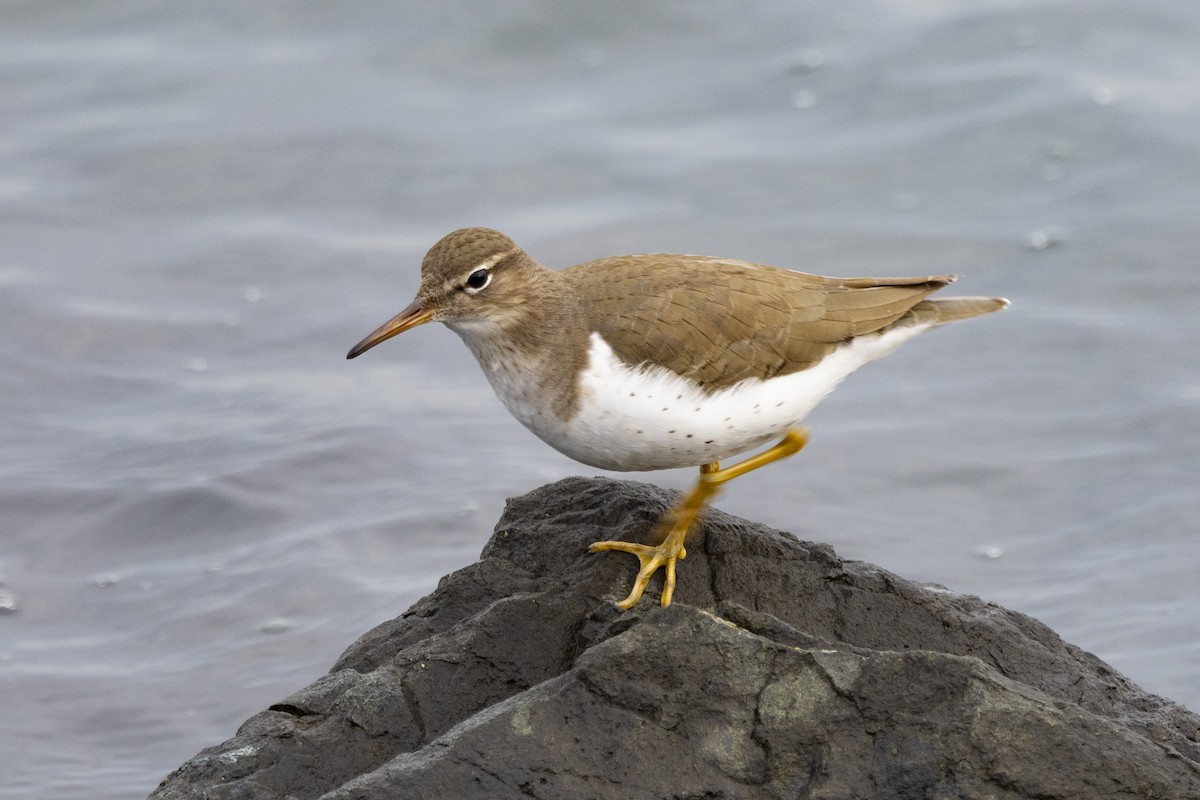 Spotted Sandpiper - ML612677200