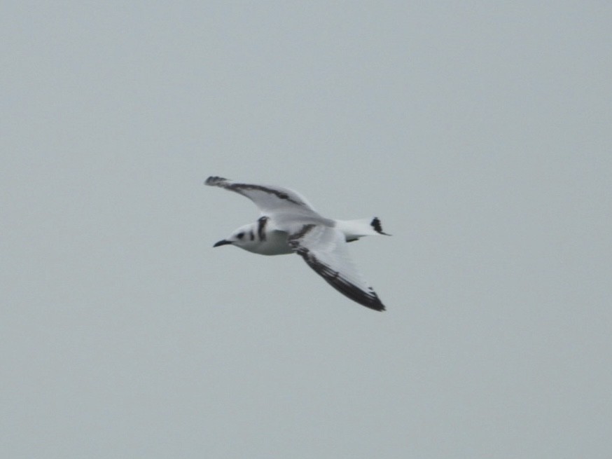 Black-legged Kittiwake - Phillip Stosberg