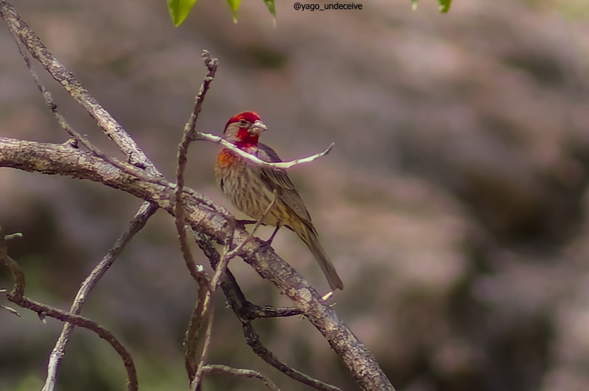 House Finch - ML612677295