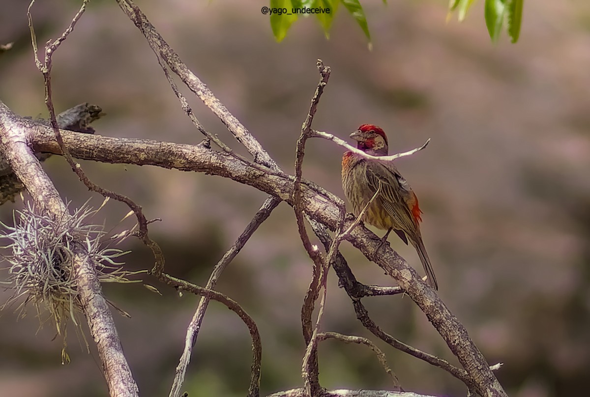 House Finch - ML612677296