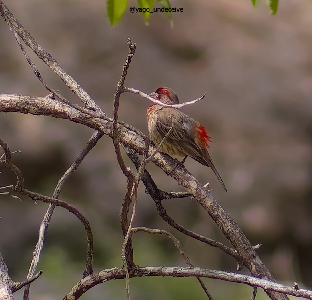 House Finch - ML612677297