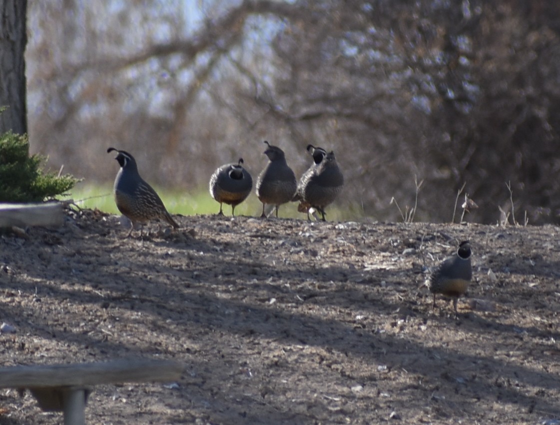 California Quail - ML612677348