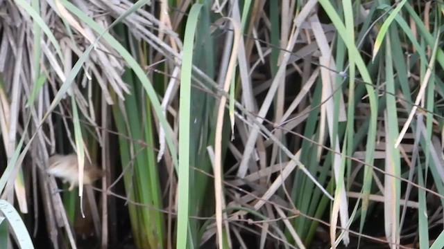 Australian Reed Warbler - ML612677368