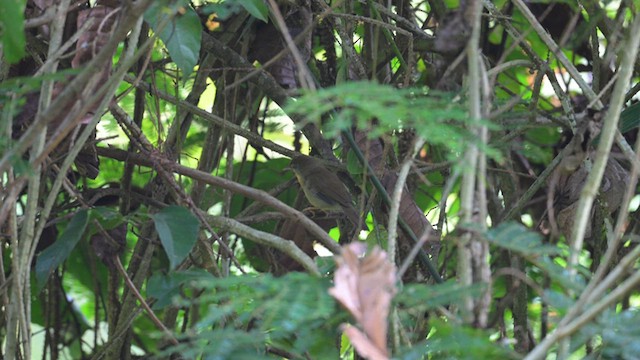 Gray-cheeked Tit-Babbler - ML612677370