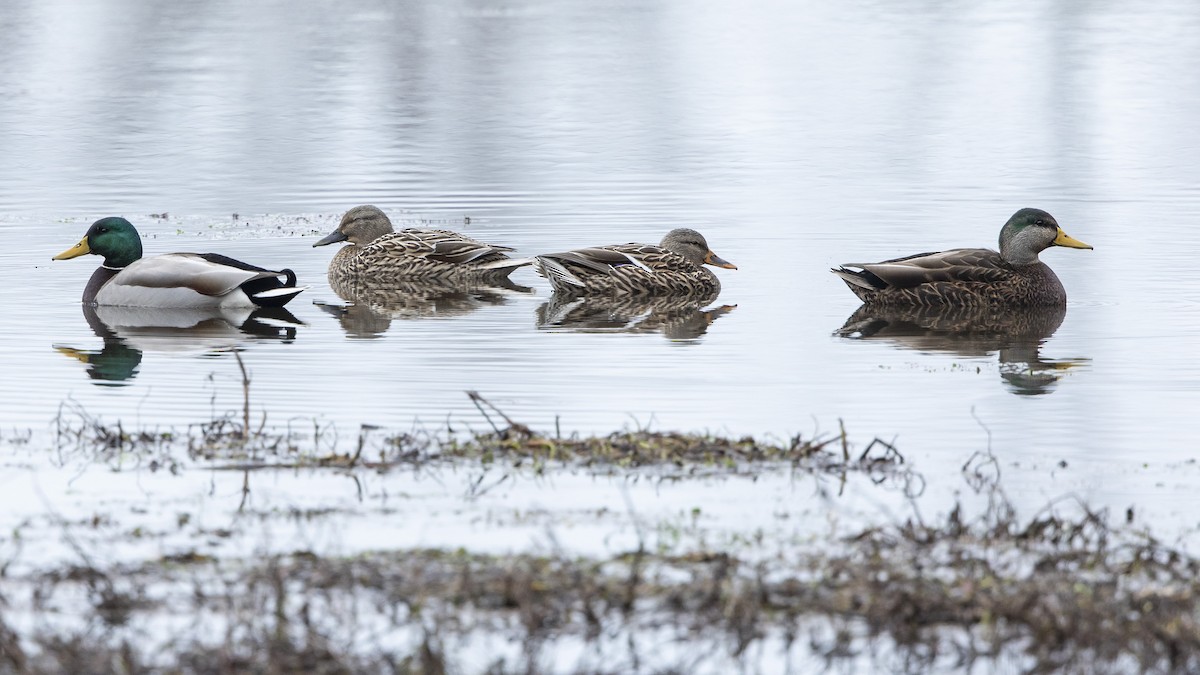 Canard noir - ML612677372