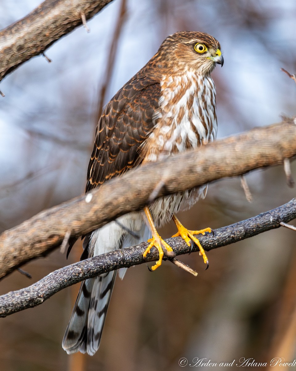 Sharp-shinned Hawk - ML612677376