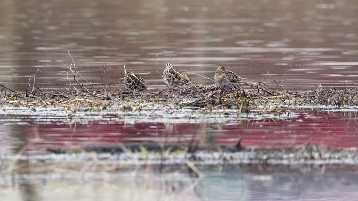 Wilson's Snipe - ML612677389