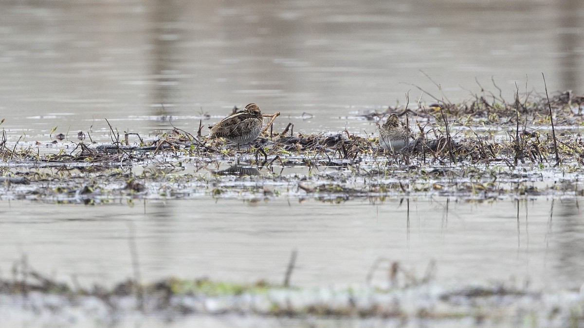 Wilson's Snipe - ML612677390