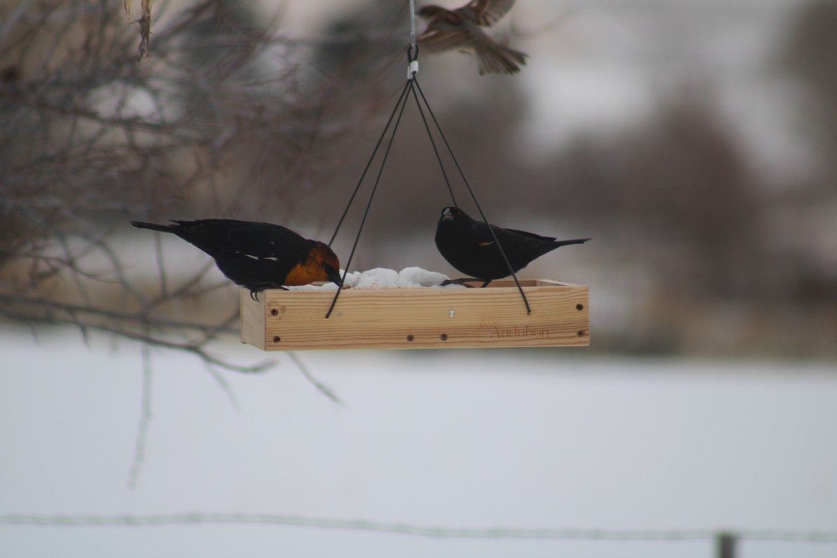 Yellow-headed Blackbird - ML612677420