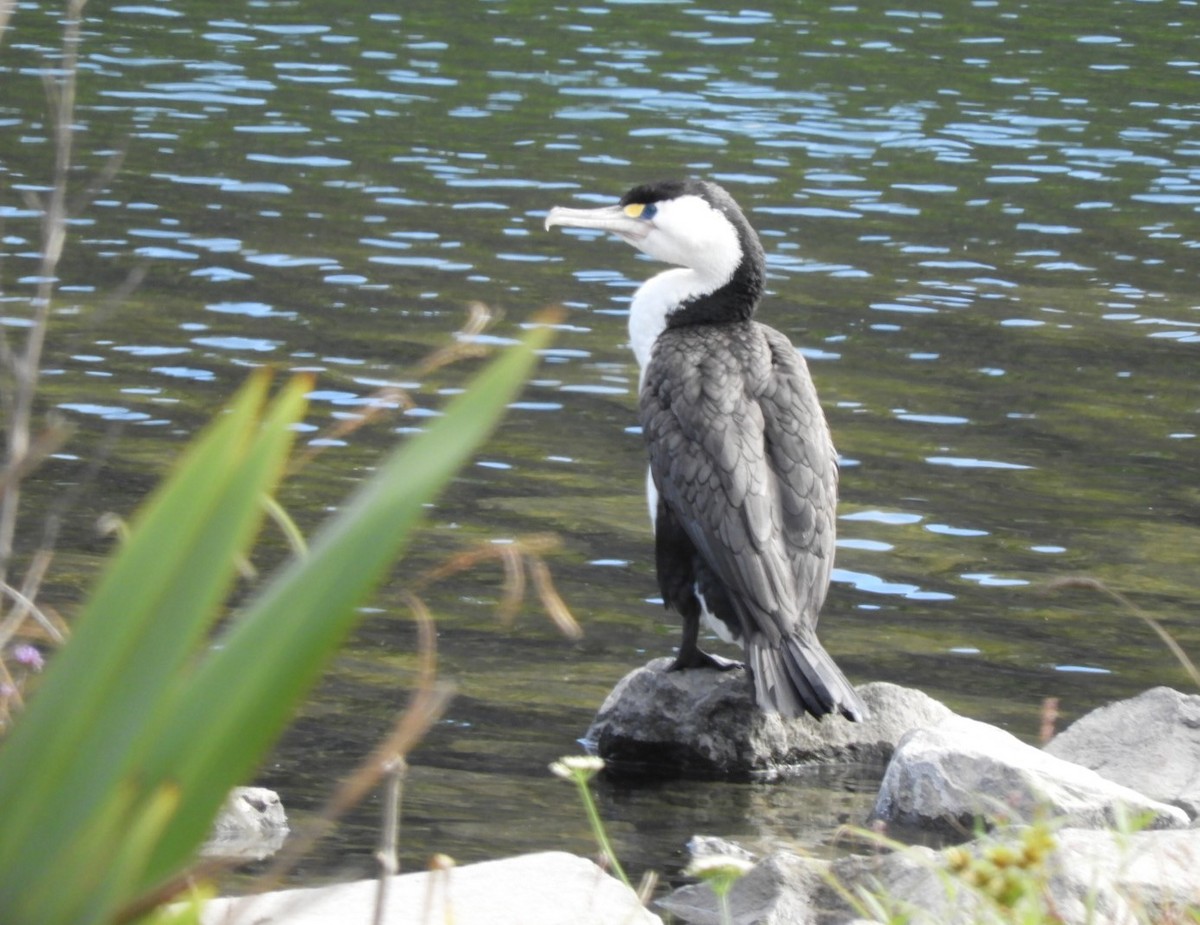 Pied Cormorant - ML612677558