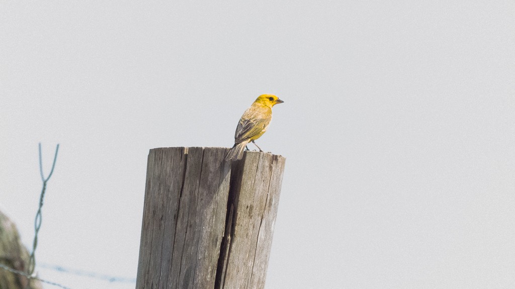 Saffron Finch - ML612677560