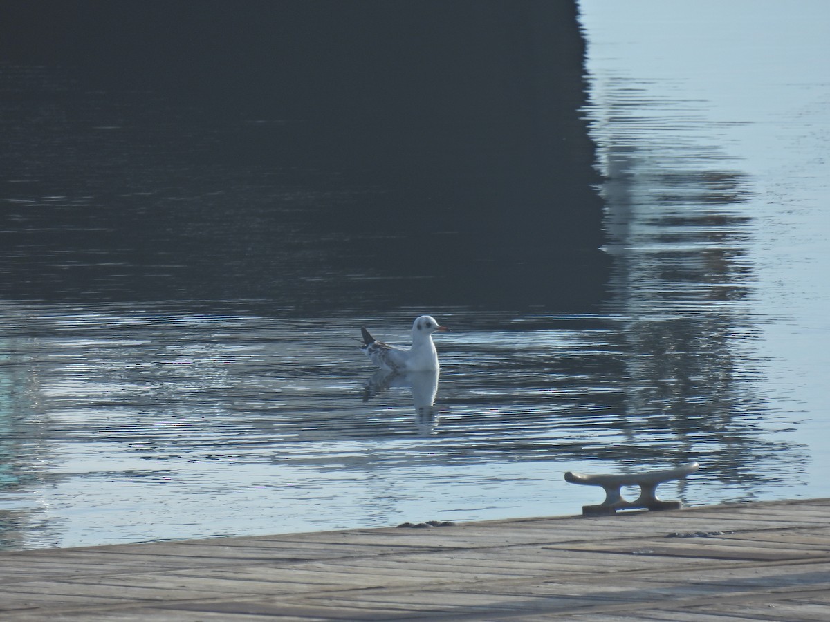 Mouette rieuse - ML612677562