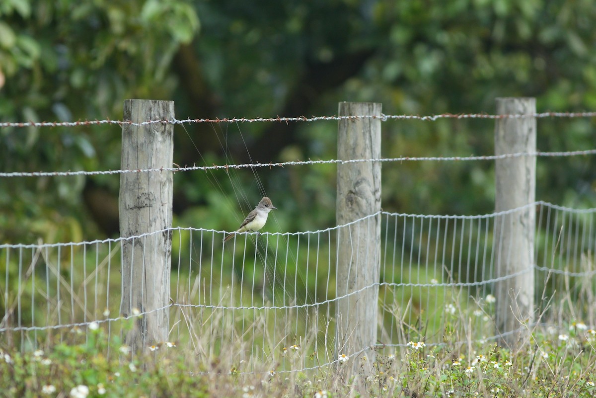 Ash-throated Flycatcher - ML612677570