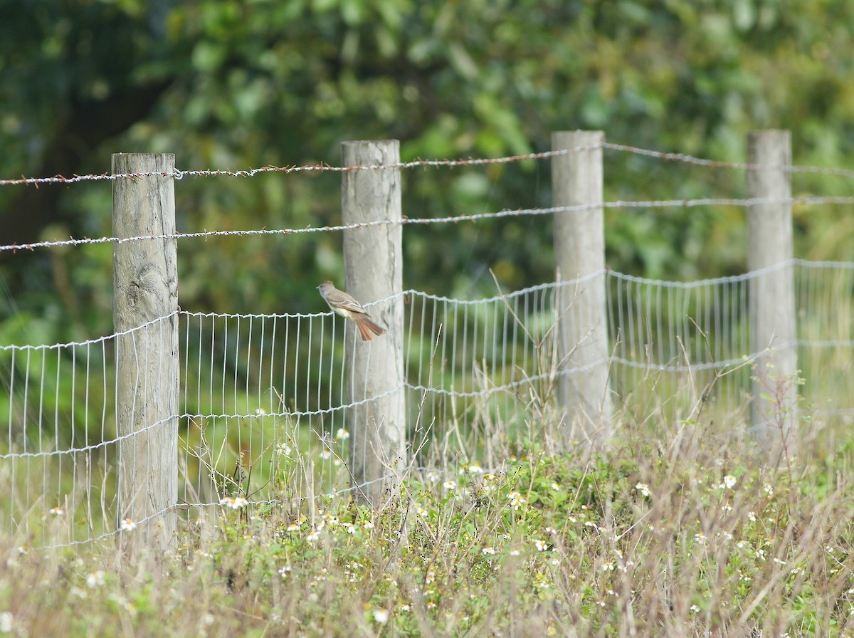 Ash-throated Flycatcher - ML612677573