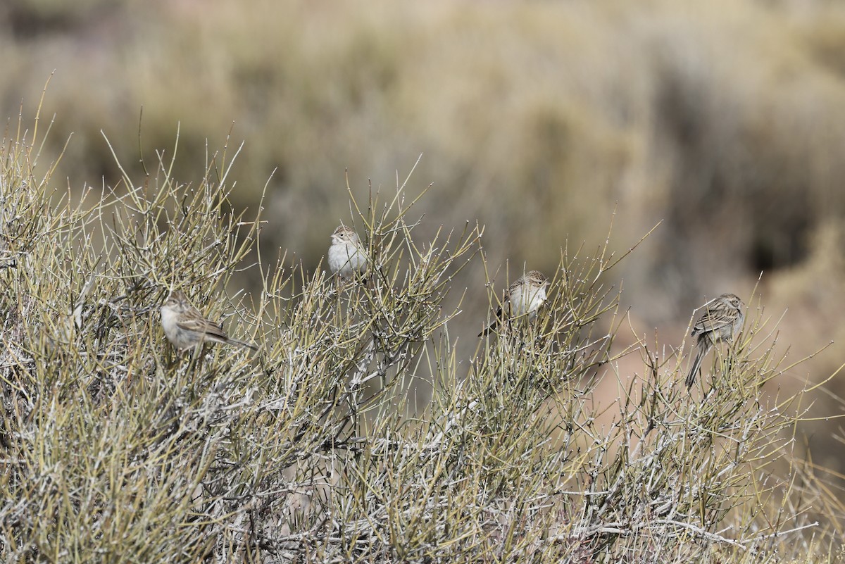 Brewer's Sparrow - ML612677606