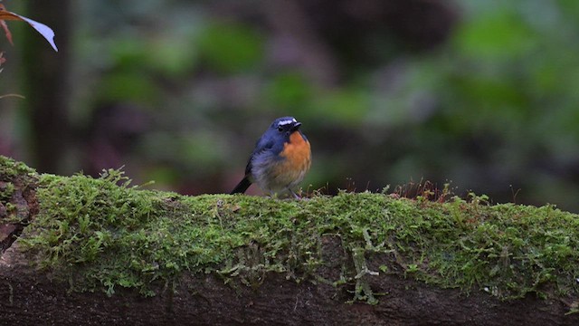 Gobemouche givré - ML612677612