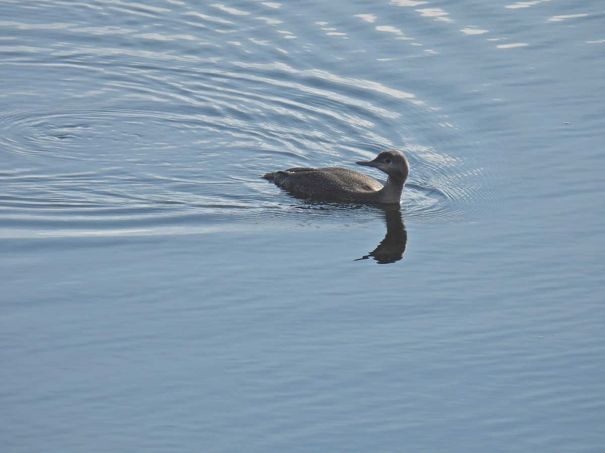 Red-throated Loon - ML612677616