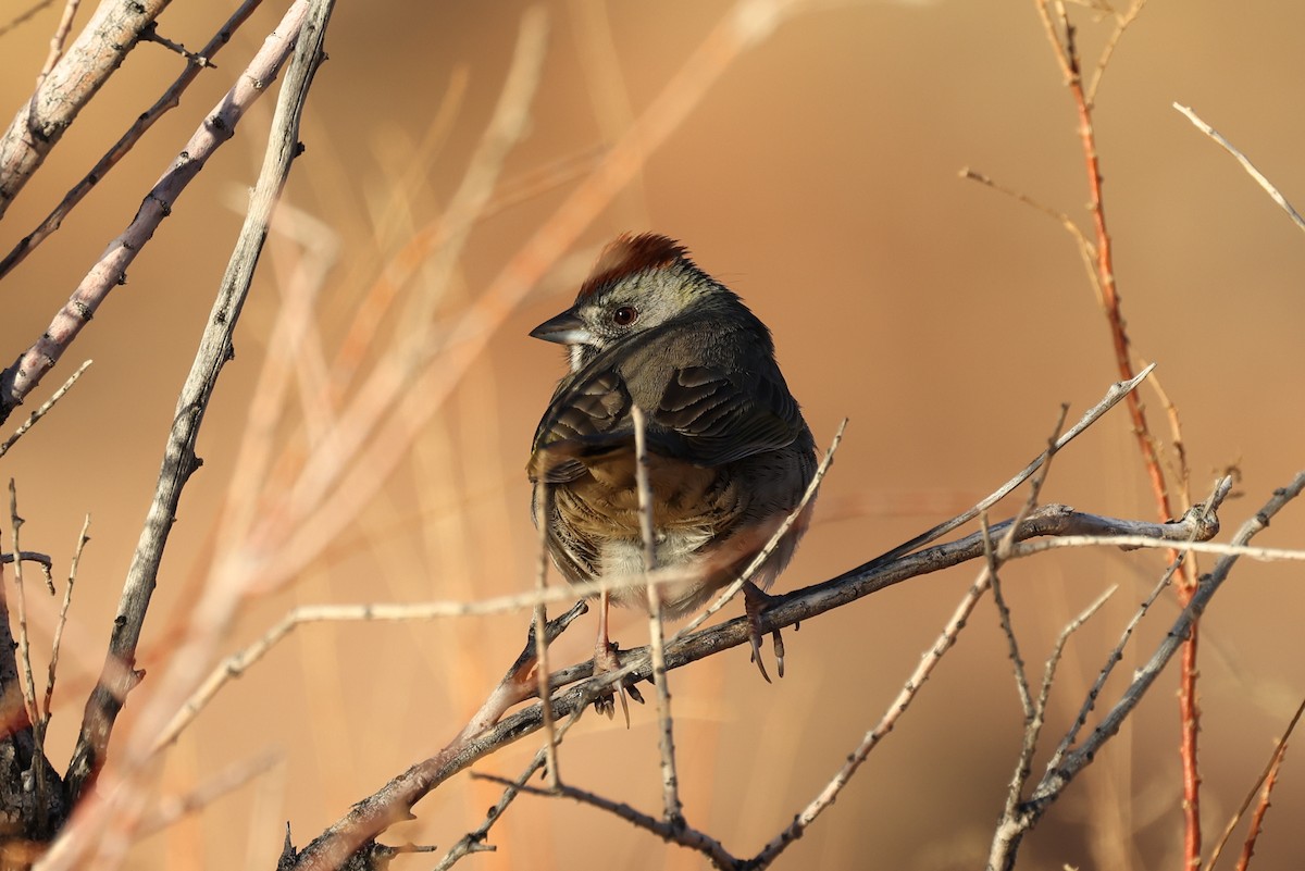 Green-tailed Towhee - Jenner Bryson