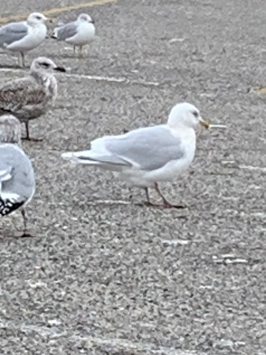 Iceland Gull - ML612677686