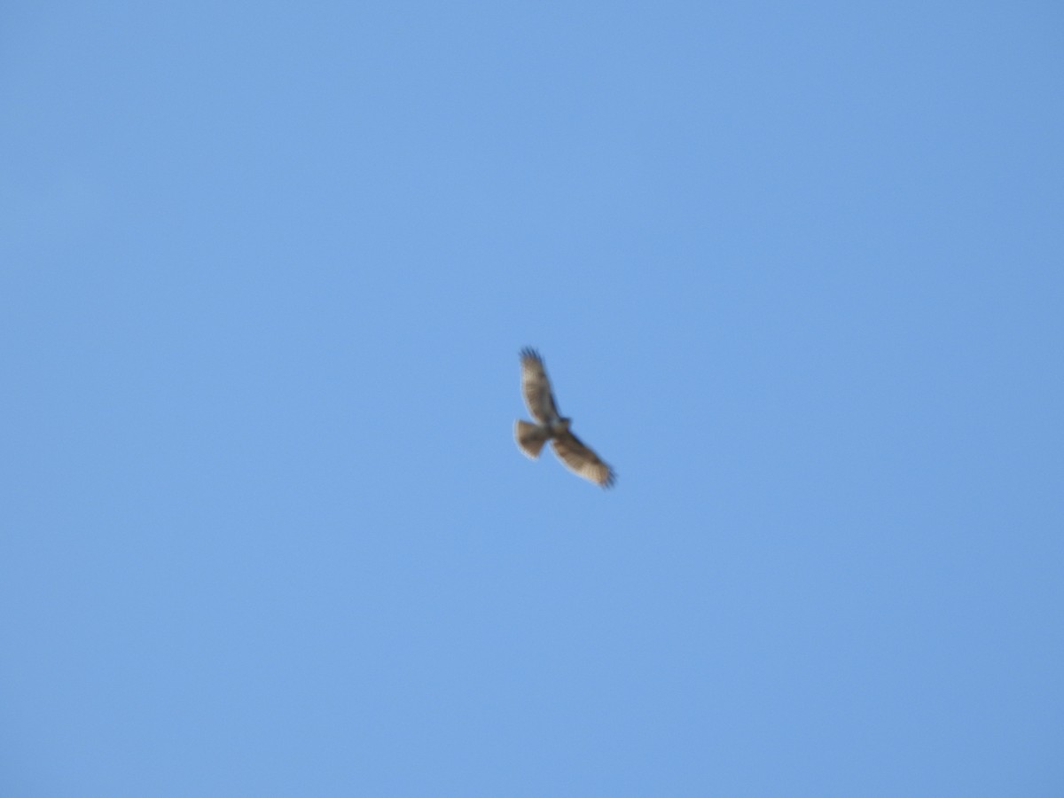 Red-tailed Hawk - ML612677692