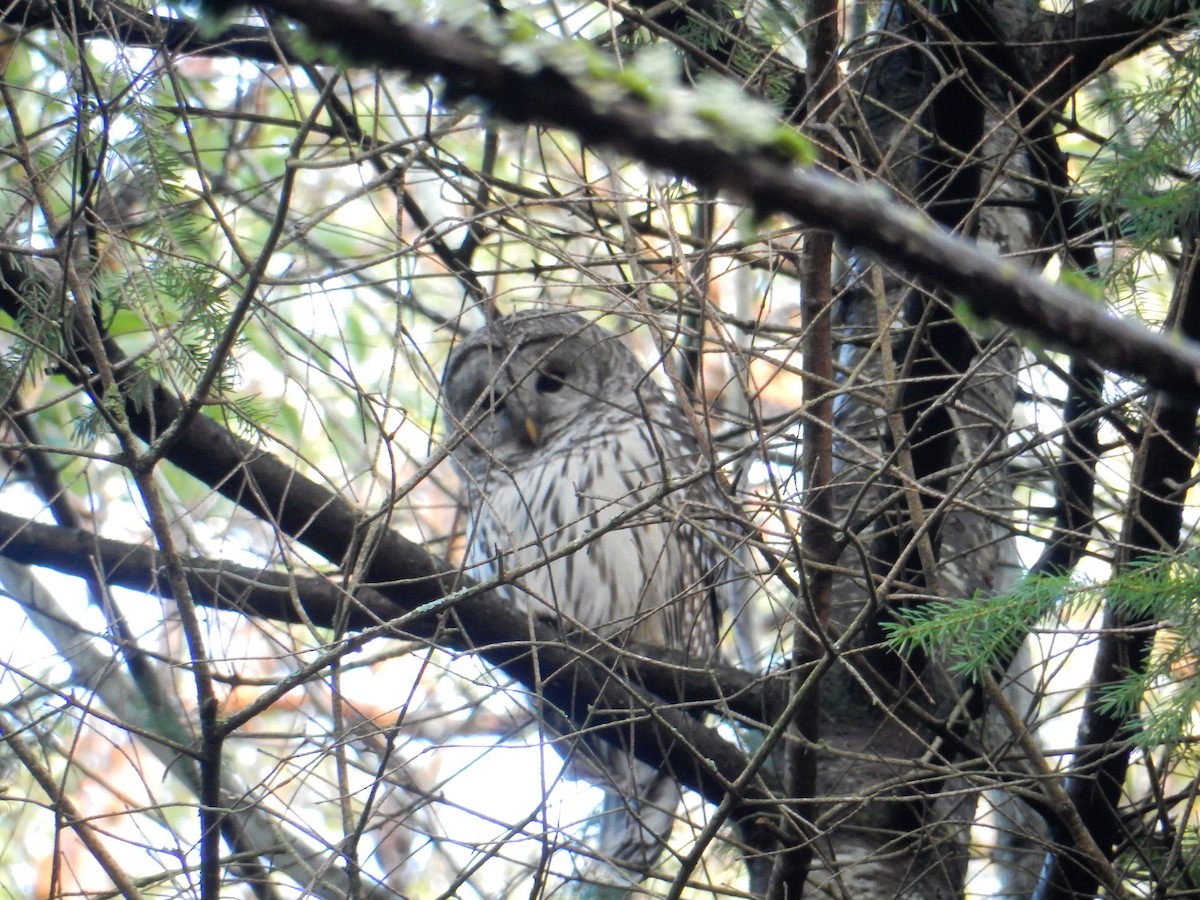 Barred Owl - ML612677726