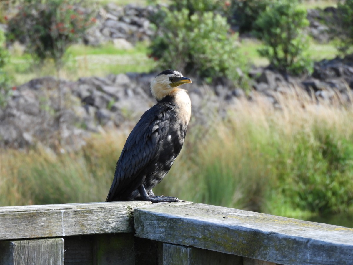 Little Pied Cormorant - ML612677729