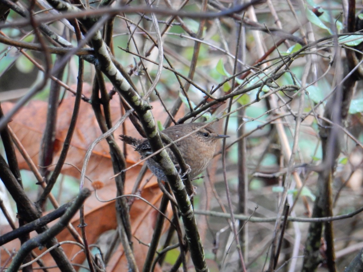 Pacific Wren - ML612677736