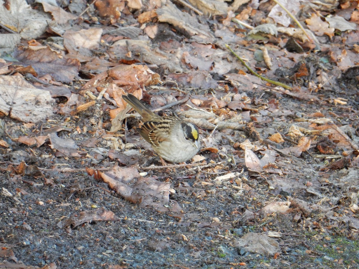 Golden-crowned Sparrow - ML612677762