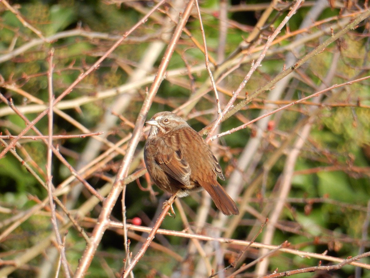 Song Sparrow - ML612677771