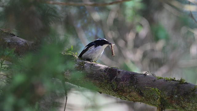 Little Pied Flycatcher - ML612677812