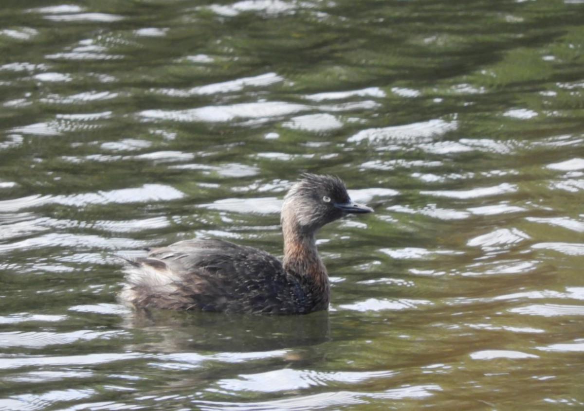 New Zealand Grebe - ML612677828