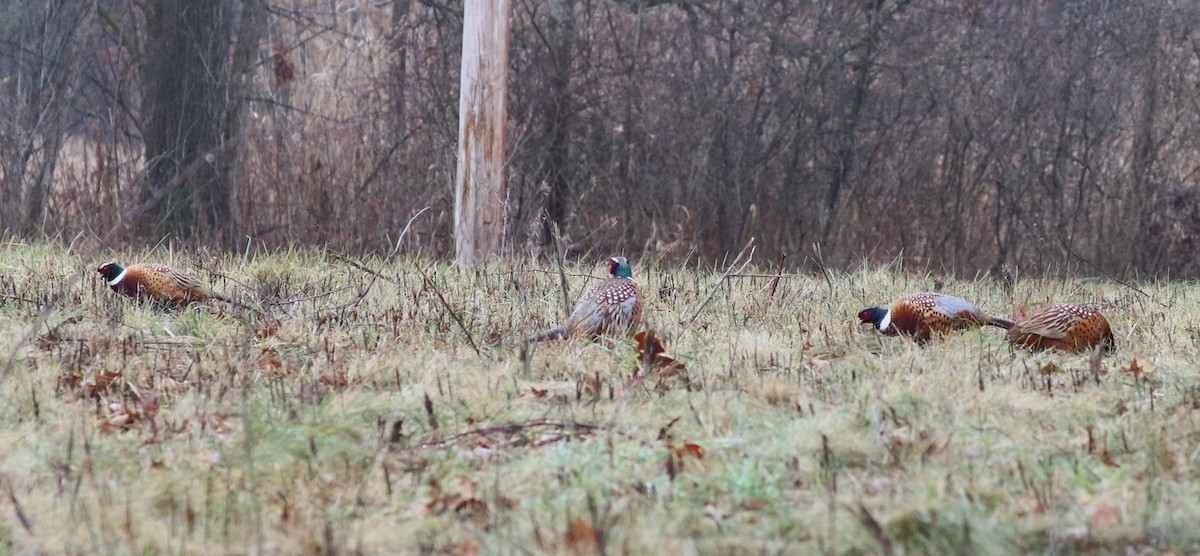 Ring-necked Pheasant - ML612677909