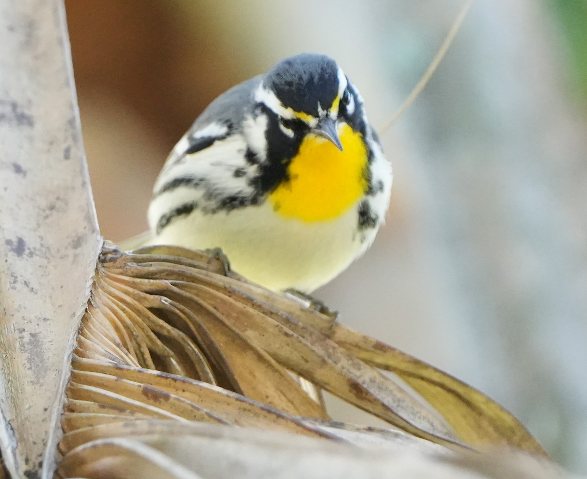Yellow-throated Warbler - Dave Bowman