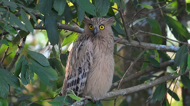 Buffy Fish-Owl - ML612677973