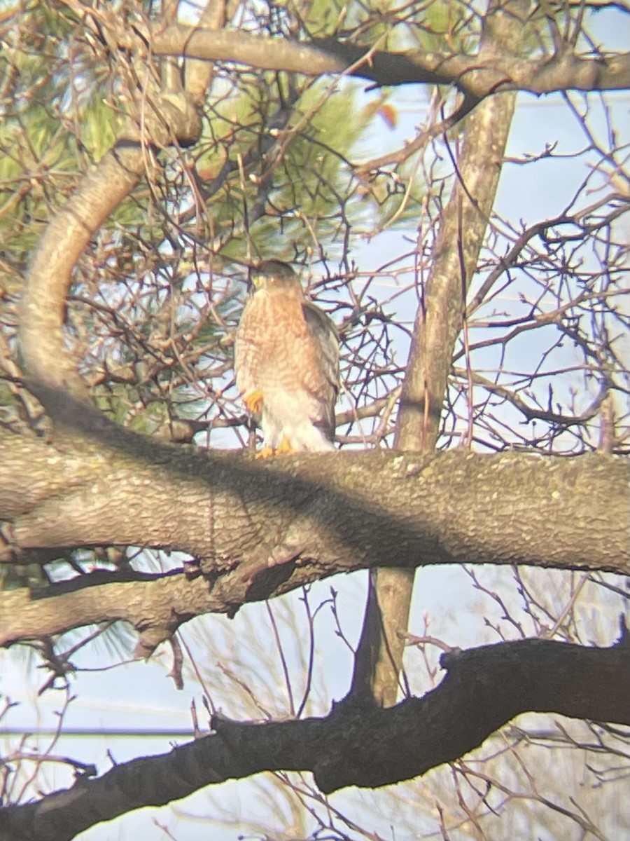 Cooper's Hawk - ML612678031