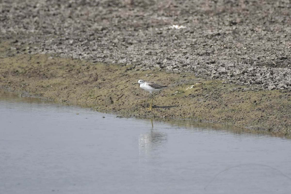 Marsh Sandpiper - ML612678046