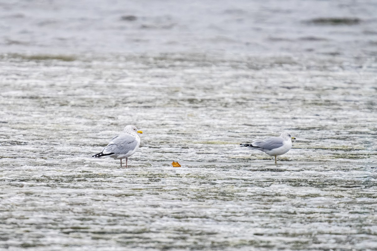 Herring Gull - ML612678057